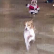 Christmas Fever Onlinegifs Funny Dogs Funny Animals Funny Dog Memes Dogs