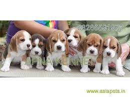 Posted on 3rd february 2021) rhodesian ridgeback red rooyens kennels offers show quality rhodesian ridge back puppies. Beagle Puppies Price In Navi Mumbai Beagle Puppies For Sale In Navi Mumbai