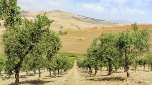 The history of the nocellara del belice olive is 2,700 years old. Olivenol Di Giovanna Winery