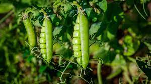 Cover seeds with water and allow them to sit overnight. 3 Types Of Peas For Your Garden