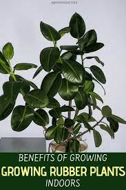 Pin On House Plants