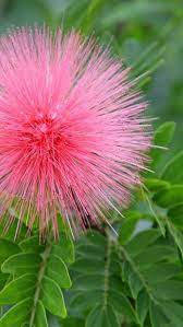 Photo It Sonlynatural By Kathy Unusual Flowers Beautiful Flowers Amazing Flowers
