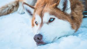 Kopek Mavi Gozlu Kar Hayvan Husky Kurk Sibirya Husky Burun Hd Masaustu Duvar Kagidi Wallpaperbetter