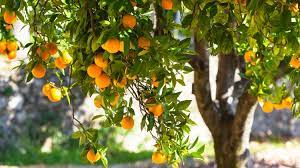Once established these 25 best drought tolerant fruit trees need very occasional or no supplemental watering to grow and produce fruits. Survival Gardening The Best Fruit Trees To Grow Indoors