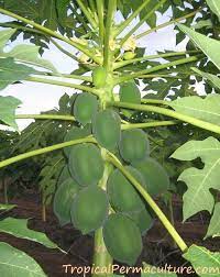 Maybe you would like to learn more about one of these? How To Grow Papaya Growing Papaya From Seeds