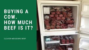 As an example, if it were determined the daily dry matter intake of a group of 1,200 pound cow eating an. Buying A Cow How Much Beef Is It Video Clover Meadows Beef