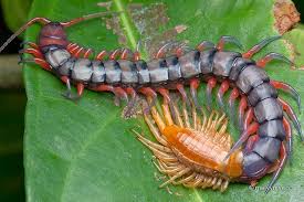 Black And Yellow Millipede India Giant Centipede Scolopendra Subspinipes Scolopendra Subspinipes Scolopendromorpha Scolopendridae Is A Really Hu Centipede Insect Photography Cool Insects