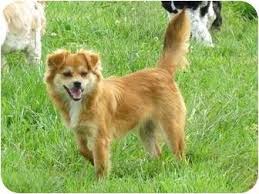 Maybe you would like to learn more about one of these? Fake Tibetan Spaniel Pomeranian Pets