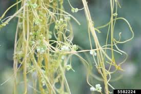Image result for Cuscuta hyalina