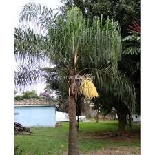 Image result for Syagrus