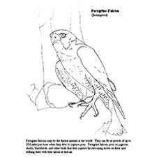 Sonoyta mud turtle coloring page. 10 Printable Falcon Coloring Pages For Toddlers