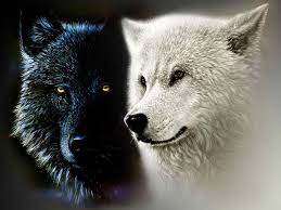 Black phone wallpaper wolf wallpaper galaxy wallpaper beautiful wolves animals beautiful cute animals ereri wolf with blue eyes wolf artwork. White Wolf And Black Wolf Wallpapers Wallpaper Cave