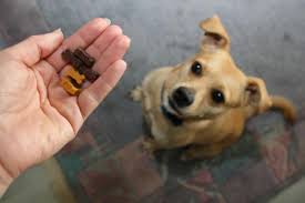 Instead, always keep your tone upbeat as you call your dog, and don't forget to praise your dog as he starts his trip toward you. My Dog Runs Away What Should I Do