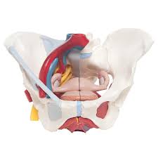 Top suggestions for female pelvic anatomy ligaments. Anatomical Models Of Female Pelvis With Ligaments Vessels Nerves Pelvic Floor And Organs