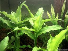 Image result for Floscopa glomerata