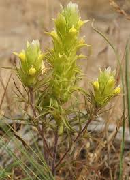 Grand Coulee Owl Clover Orthocarpus Barbatus Owl Clover Flora