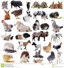 Farm Animals In Front Of White Background Sponsored Animals Farm Front White Background In 2021 Farm Animals Pictures Animals Images Farm Animals