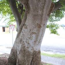 Image result for Celtis sinensis