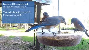 Eastern Bluebird Flock At Mealworm Feeders 020720 Youtube