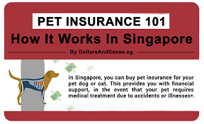 Compare pet insurance providers, policies & more. Infographics