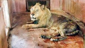 Oldest captive lion Ravindra dies at ...
