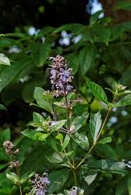 Image result for Rotheca aurantiaca