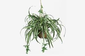 Top sellers most popular price low to high price high to low top rated products. 33 Best Artificial Plants 2021 The Strategist