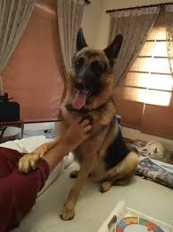 Видео alsatian dog канала animals & pets. German Shepherd Indian Dog Mix Online Shopping
