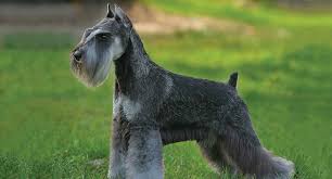 Tail docked and dewclaws removed. Giant Schnauzer Dog Breed Profile Petfinder