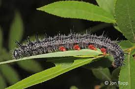 Members of the elm family ulmaceae (ulmus spp.) and hackberry family celtidaceae (celtisspp.) and less commonly a wide range of species representing a number of other families are also used (scott 1986). The Mourning Cloak Butterfly Uconnladybug S Blog