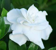 Jasminoides) are propagated on their own roots. Gardenias University Of Florida Institute Of Food And Agricultural Sciences