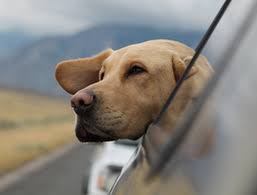 Contact hauppauge animal hospital located in hauppauge the staff at vca hauppauge animal hospital is made up of dedicated individuals who help pets in hauppauge serving hauppauge a try. Pet Portal Friendship Veterinary Hospital