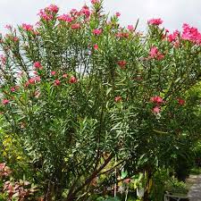 Image result for Nerium oleander