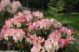 Pin On Rhododendrons