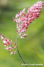 Image result for Melinis tenuissima