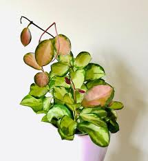 Hoya 'lisa' needs 0.5 cups of water every 12 when it doesn't get direct sunlight and is potted in a 5 pot. Priya On Instagram Hoya Australis Lisa Hoya Hoyaaustralislisa Waxplantwednesday Onwednesdayswepl Hoya Australis Lisa Pretty Plants Plants