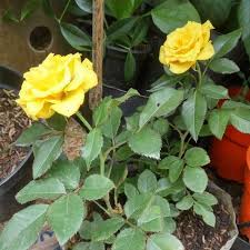 Tanaman hias gerbera yang memiliki nama botani gerbera jamesonii dan barberton daisy dalam bahasa inggris, serta dikenal juga dengan bunga herbras jika di indonesia merupakan tanaman berbunga dimana bunganya bisa dijadikan sebagai bunga potong.bunga potong maksudnya adalah bunga yang dapat dijadikan sebagai hiasan dalam vas bunga maupun dapat. Tanaman Hias Bunga Mawar Kuning Pohon Bunga Terbaru Agustus 2021 Harga Murah Kualitas Terjamin Blibli