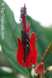 Image result for Embelia multiflora