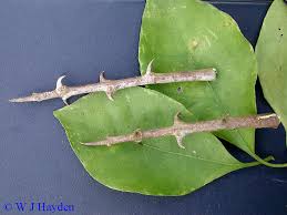 Image result for Pisonia aculeata