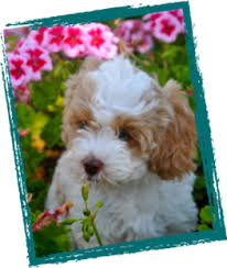 We have puppies available now. Puppy Stages Behavior Temperament Seaspray True Blue Australian Labradoodles