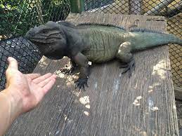 Mike Lloret S Male Rhino Iguana 3 Reptiles And Amphibians Lizard Iguana