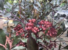 Image result for Leea guineensis