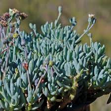 Image result for Senecio pachyrhizus