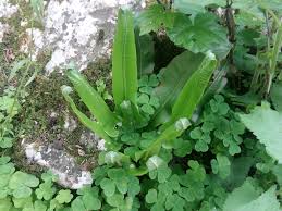 Image result for Asplenium rukararense
