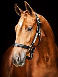 Image result for tbn:tVj6rqcH-AQR9M::www.pregonagropecuario.com.ar/images/caballo_overo.jpg