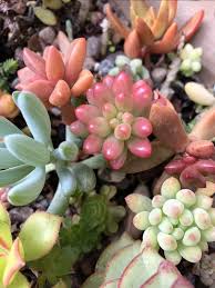 But they might have already developed a taste for the plants. What Are Some Naturally Blue Succulents Quora