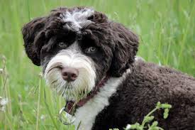 Spanish Water Dog | Breed Info & Advice | Zooplus Magazine