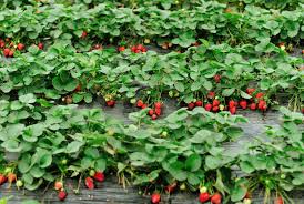 Pflanzzeit märz bis juni gekühlte erdbeerpflanzen werden durch ihre einfache handhabung und den niedrigen preis immer populärer. Erdbeeren Pflanzen Standort Idealer Zeitpunkt Plantura