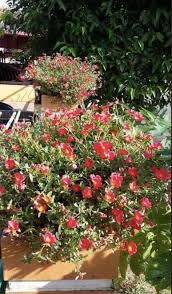 Hanya perlu ada pokok lidah buaya dan peram selama 5 indah dan suburnya kebun kecil mak abah saya  tutorial  cara buat baja organik air beras dengan ajinomoto yang betul  tutorial  cara. Guna Ajinamoto Jadi Baja Hasilnya Pokok Berbuah Lebat Sampai Tak Sempat Makan
