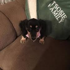 My husband and i later purchased a red smooth dachshund named queenie. Dachshund Puppies For Sale Puppyspot
